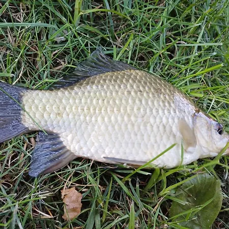 Tatil Evi Dom Nad Stawem Dluzec 55a *