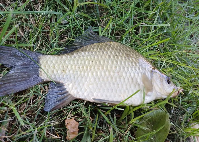 Tatil Evi Dom Nad Stawem Dluzec 55a *